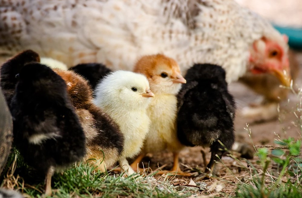 В три раза увеличился объем экспорта суточных цыплят из Вологодской области