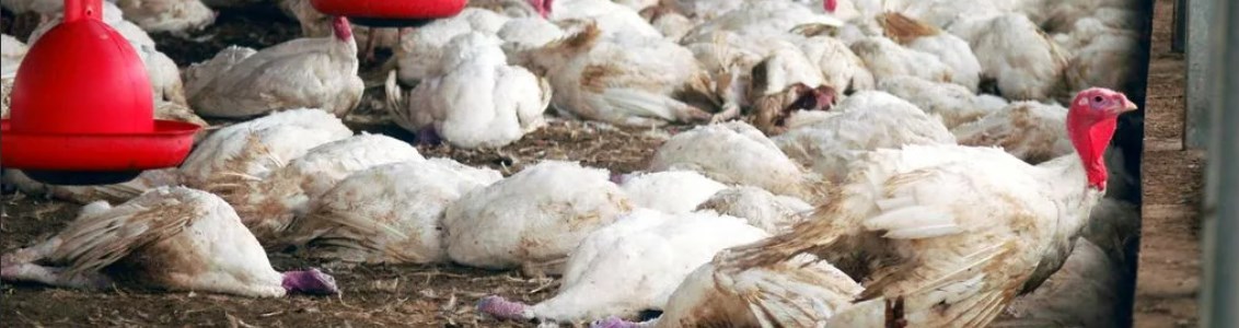 Небольшие потери комерческого поголовья от гриппа птиц в России, в сравнением с другими странами