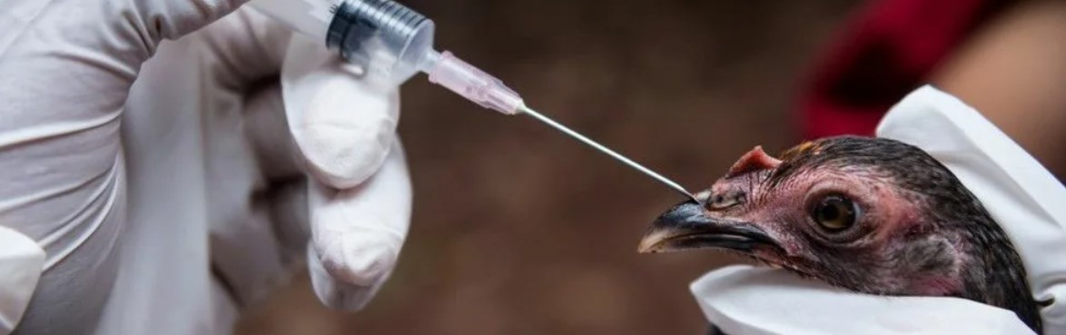6 новых ветеринарных вакцин