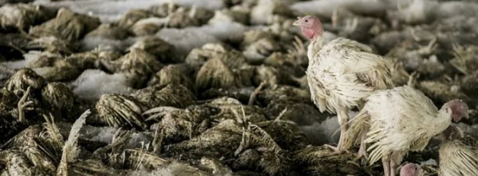 Ожидается ухудшения ситуации по гриппу птиц в ЕС