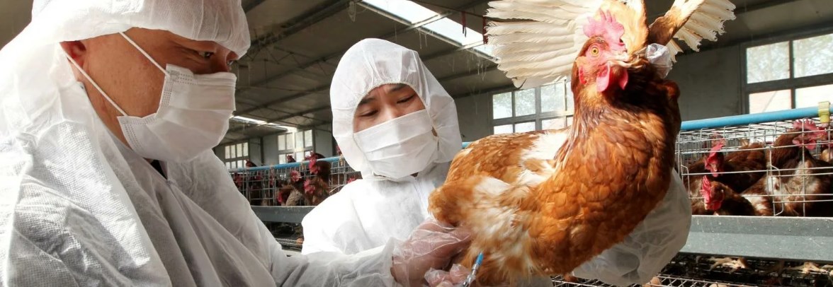 Протестирована новая вакцина против гриппа птиц