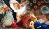 В ЕС выявили 2 тыс. очагов гриппа птиц на птицефермах