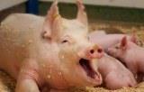 Запрет на кормление свиней пищевыми отходами