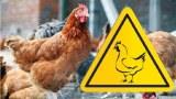 Обнаружен новый вирус птичьего гриппа с пандемическим потенциалом