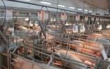 Ожидается рост себестоимости в производстве свинины до 15%