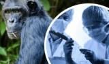 Уже более 550 случаев заболевания оспой обезьян