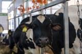 В ЕАЭС создается единая электронная биржа торговли скотом