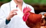 Во Франции тестируют две вакцины от высокопатогенного гриппа птиц