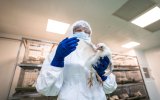 Ученые хотят защитить кур от гриппа птиц с помощью редактирования генов