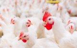 Эксперт назвал критические зоны на птицефабрике для заноса гриппа птиц