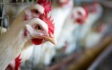 Генно-модифицированных кур для борьбы с гриппом птиц вывели в Великобритании