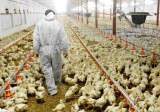 Птичий грипп проблема для мирового птицеводства