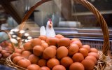 ЕЭК разрешила обнулить пошлину на импорт яиц в Россию