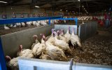 На птицефабриках в Индии зарегистрировали вспышку гриппа птиц