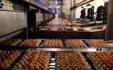 Отраслевой союз назвал крупнейших производителей яиц по итогам 2023 года