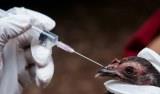 Названы плюсы и минусы вакцинации против гриппа птиц