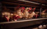 Производители яиц не забивают несушек, а увеличивают их поголовье