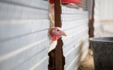 Эксперты предупредили о риске бордетеллиоза у молодняка индеек
