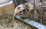 Ученые нашли способ повысить продуктивность перепелов