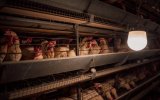 Нидерланды ввели запрет на выгульное содержание кур