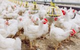 Россельхознадзор: обстановка с гриппом птиц в РФ остается стабильной