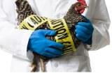 В Краснодарский край завезли зараженную гриппом птицу