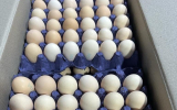 Уголовное дело из‑за поддельных ветеринарных документов на яйца возбудили на Южном Урале