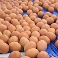 В России вывели кур, яйца которых используются в производстве вакцин