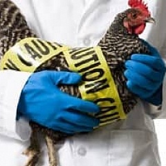 Новые вспышки гриппа птиц H5N1