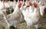 Грипп птиц вернулся в Аргентину и уронил экспорт