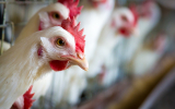 Власти Пенсильвании сообщили о кризисной ситуации из-за гриппа птиц