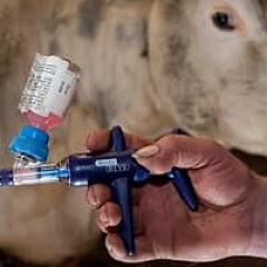Импорт вакцин для животных стремительно сократился