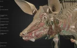 Самарский вуз запустил платформу с ветеринарными 3D-атласами животных 