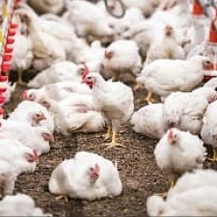 У птицеводов есть 7 дней для изъятия птиц и продуктов птицеводства при вспышке гриппа птиц