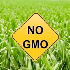 В России изменилось законодательство по отношении ГМО
