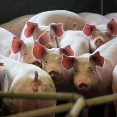 Вспышка Африканской чумы свиней на предприятии Мираторг в Курской области