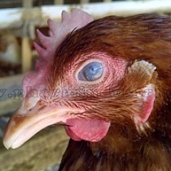 Быстрое распространение штамма гриппа птиц в России угрожает птицеводству