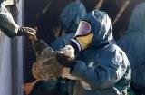 Опасность распространения гриппа птиц среди млекопитающих