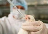 С начала года выявили 31 новую вспышку гриппа птиц