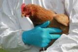 Протестирована новая вакцина против гриппа птиц