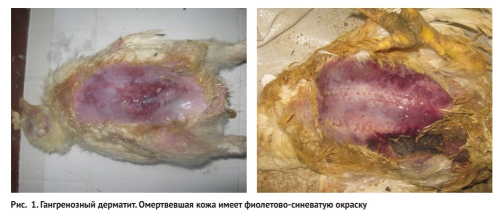 Рис. 1. Гангренозный дерматит. Омертвевшая кожа имеет фиолетово-синеватую окраску.jpg