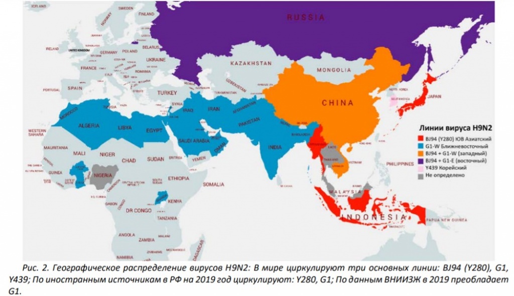 Рис. 2. Географическое распределение вирусов H9N2 В мире циркулируют три основных линии BJ94.jpg