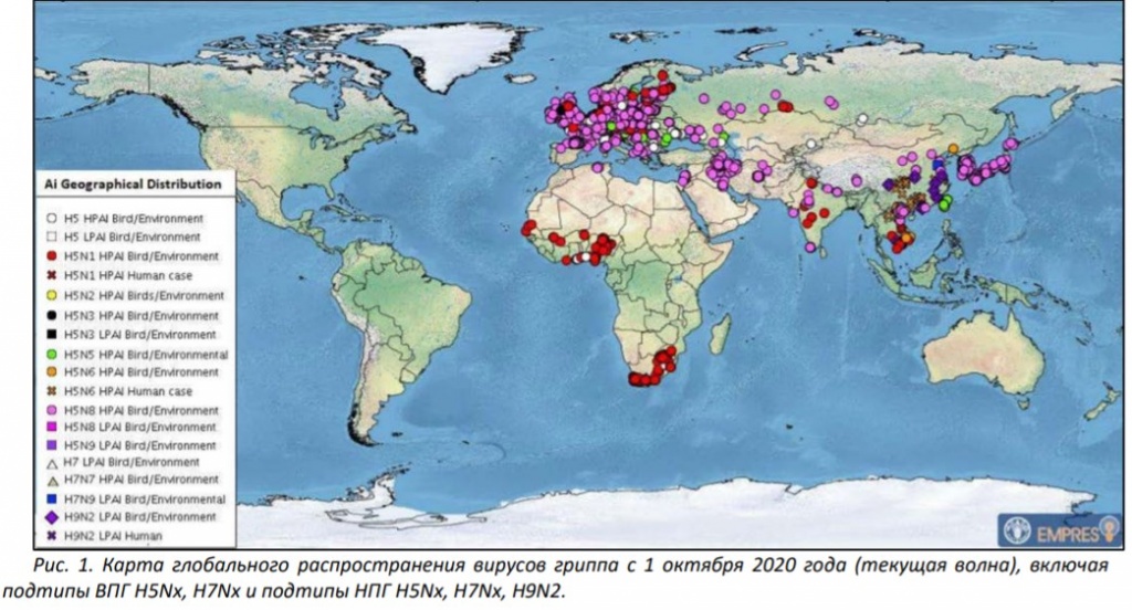 Рис. 1. Карта глобального распространения вирусов гриппа с 1 октября 2020 года (текущая волна), включая.jpg