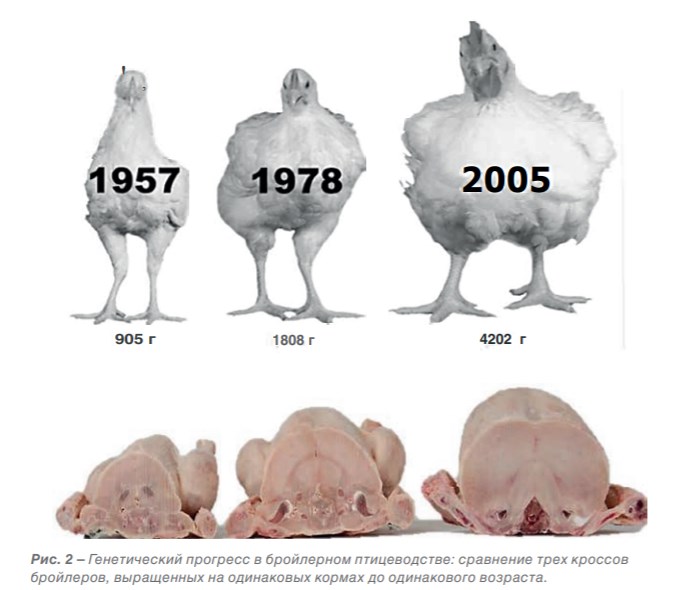 Рис. 2 – Генетический прогресс в бройлерном птицеводстве.jpg