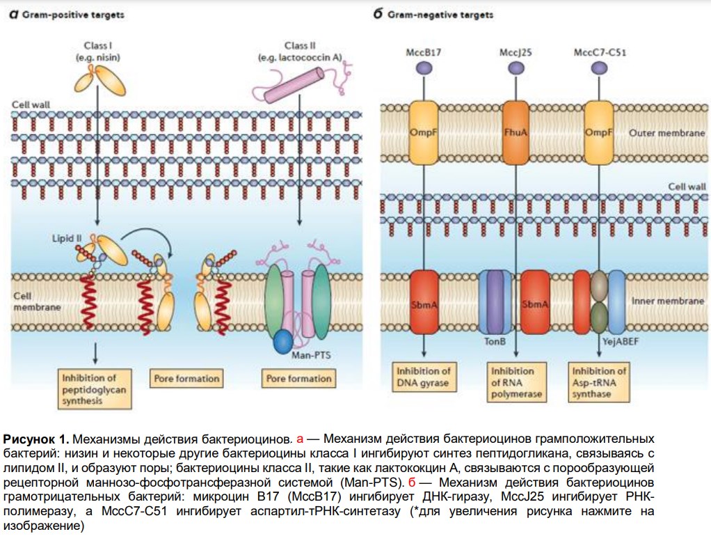 Рисунок 1. Механизмы действия бактериоцинов.jpg