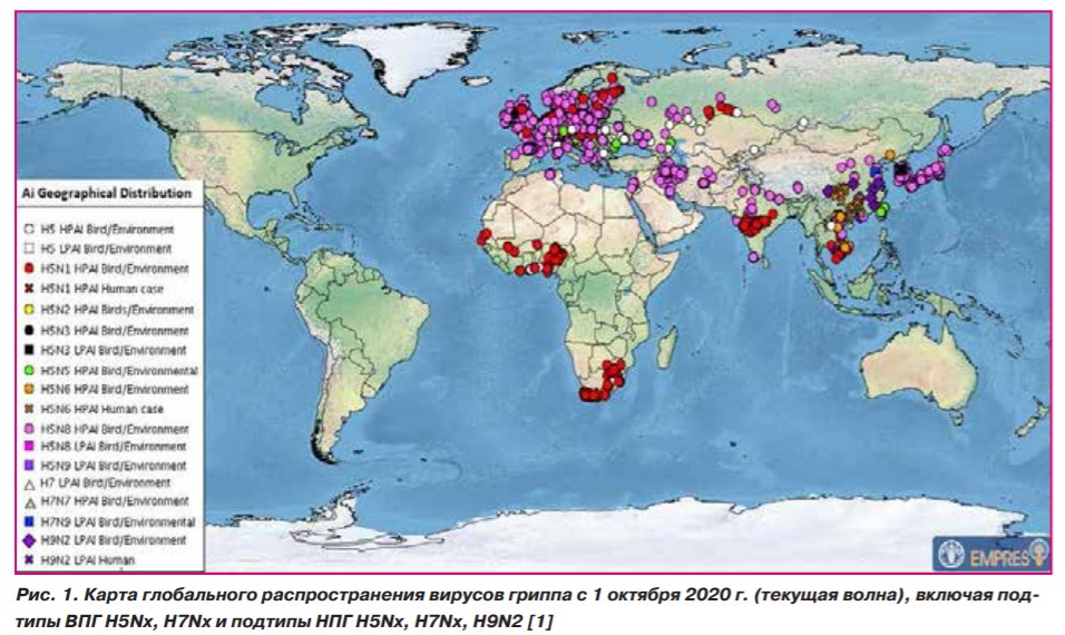 Рис. 1. Карта глобального распространения вирусов гриппа с 1 октября 2020 г. (.jpg