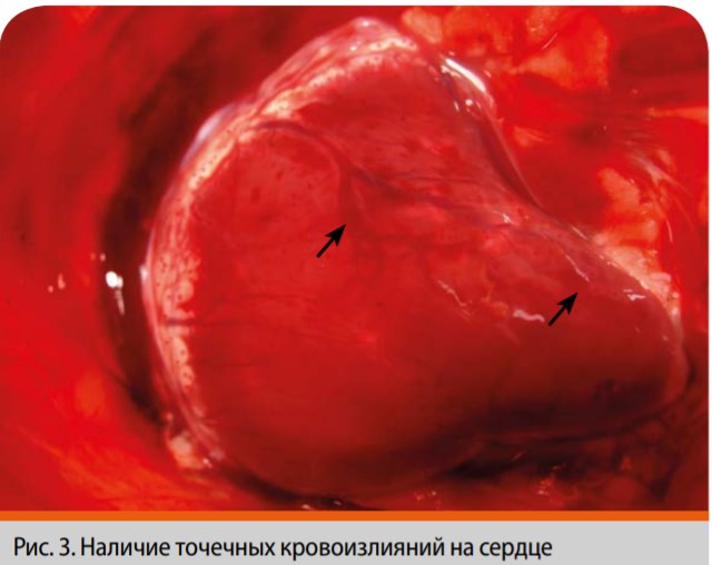 Рис. 3. Наличие точечных кровоизлияний на сердце.jpg