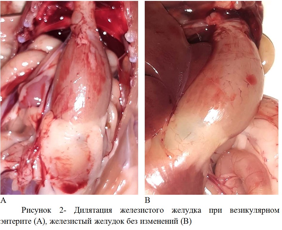 Дилятация железистого желудка при везикулярном энтерите (А), железистый желудок без изменений (B).jpg